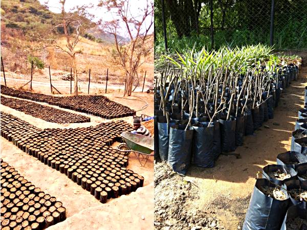 Baumschule des Aufforstungsprojektes Miti-Mitsva von StartupAfrica